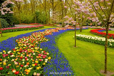 Happy_Floriana